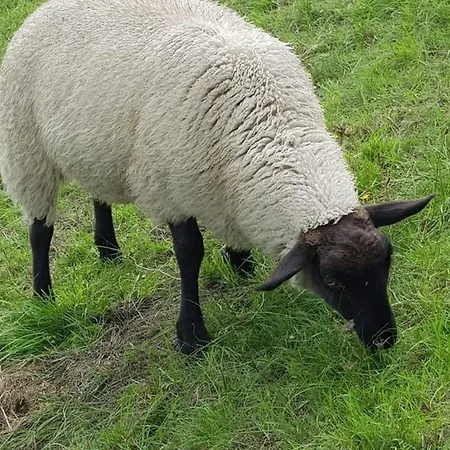 Kuestenglueck Nessmersiel