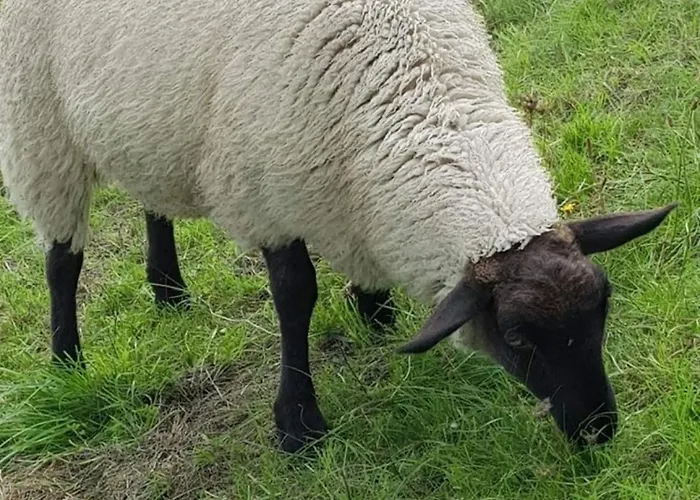 Kuestenglueck Neßmersiel